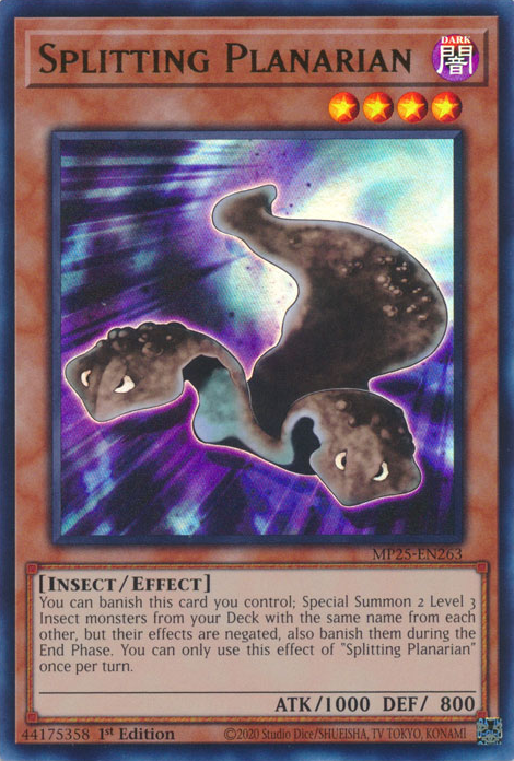 Splitting Planarian (MP25-EN263)